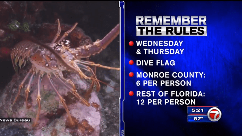 Florida Keys News Bureau releases rules for divers catching lobsters