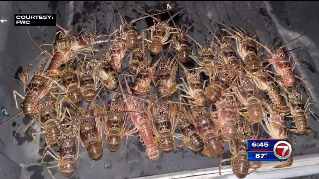Man arrested, faces multiple charges after FWC finds stash of 39 lobsters on boat in Key Largo