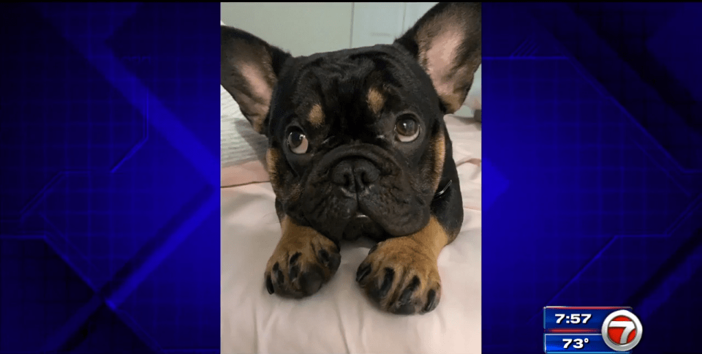 'pilots n' paws' brings eight cats from south carolina to geauga humane society's rescue village; When Is National Rescue Dog Day 2021 . Thursday is National Dog Day - WSVN 7News | Miami News ...