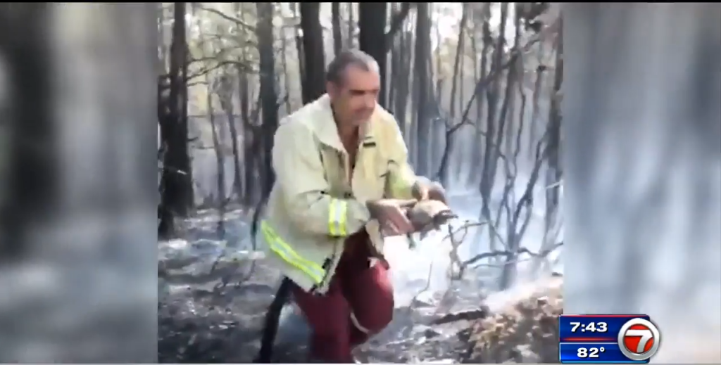 Turkey battles wildfires for 6th day, EU to send planes WSVN 7News