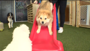 Give yourself some puppy love at Puppy City in Miami