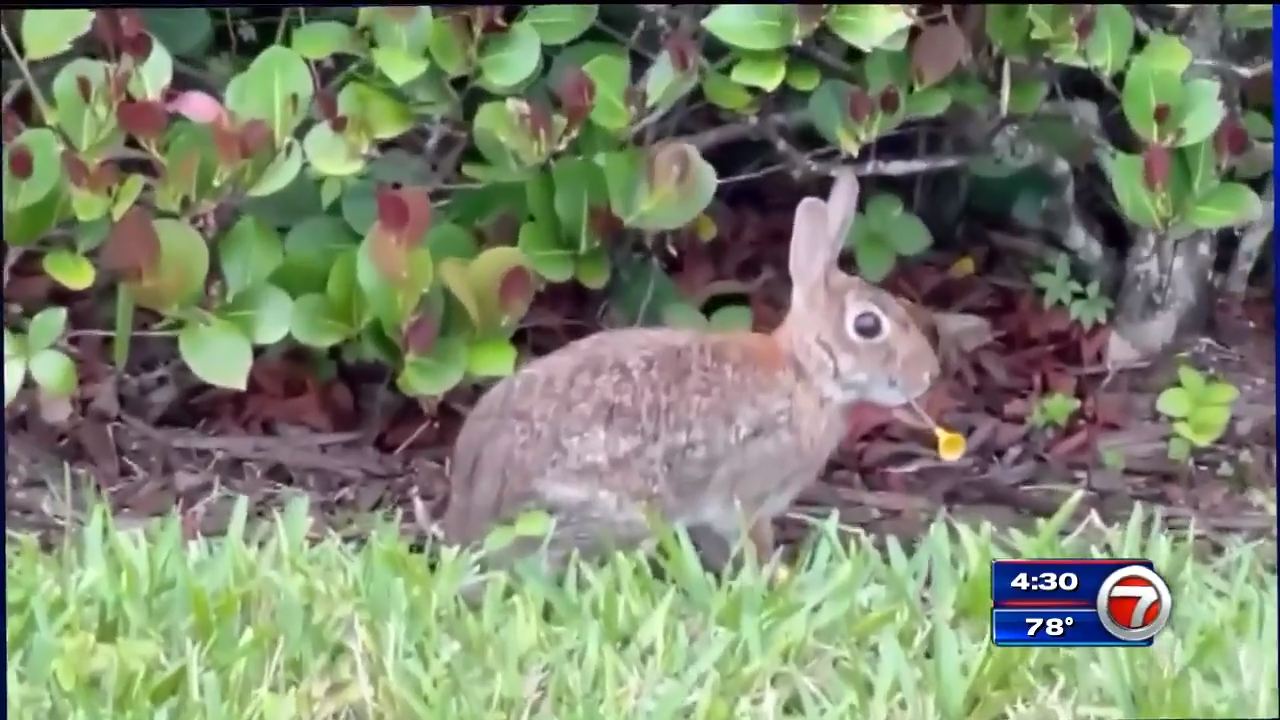 Rabbits targeted with darts in Parkland neighborhood WSVN 7News