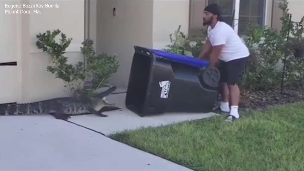 Florida man uses large trash can to capture alligator in neighborhood