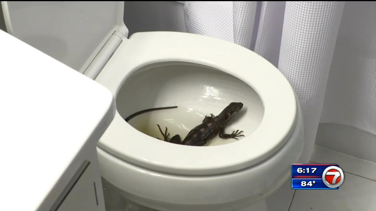 Another Hollywood resident finds iguana in their toilet WSVN 7News Miami News, Weather