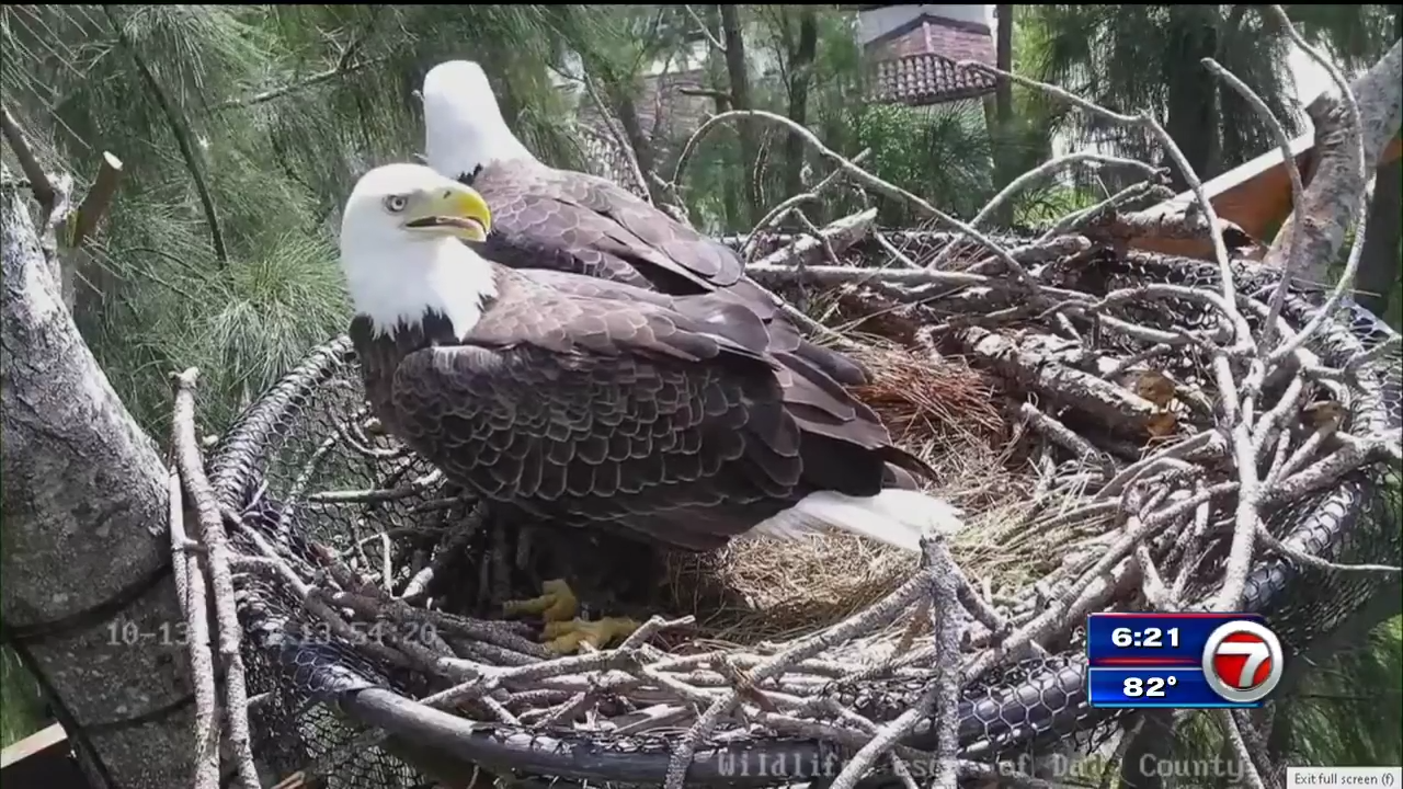 Zoo Miami launches 24hour Bald Eagle livestream WSVN 7News Miami