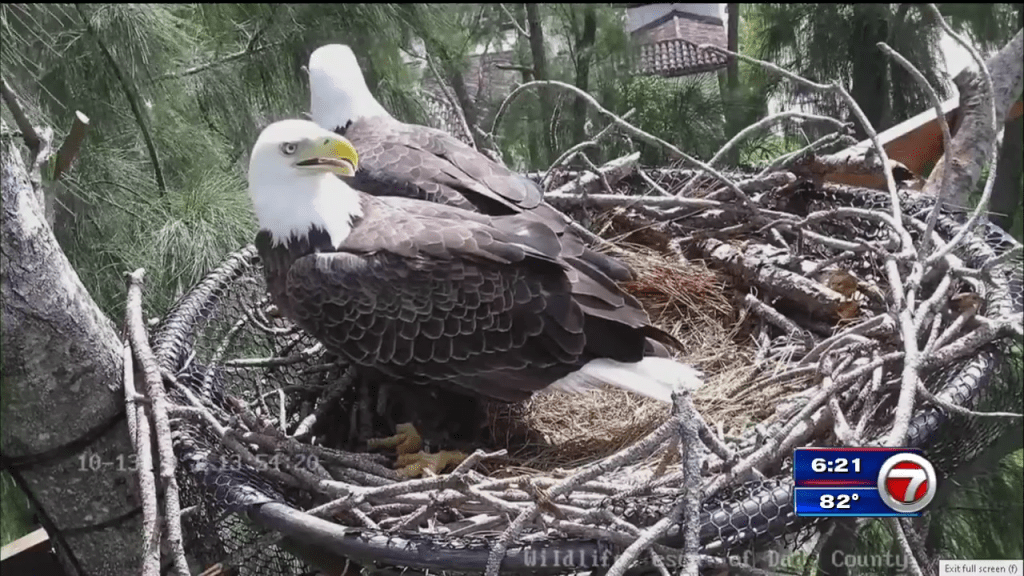 Zoo Miami launches 24-hour Bald Eagle livestream – WSVN 7News | Miami