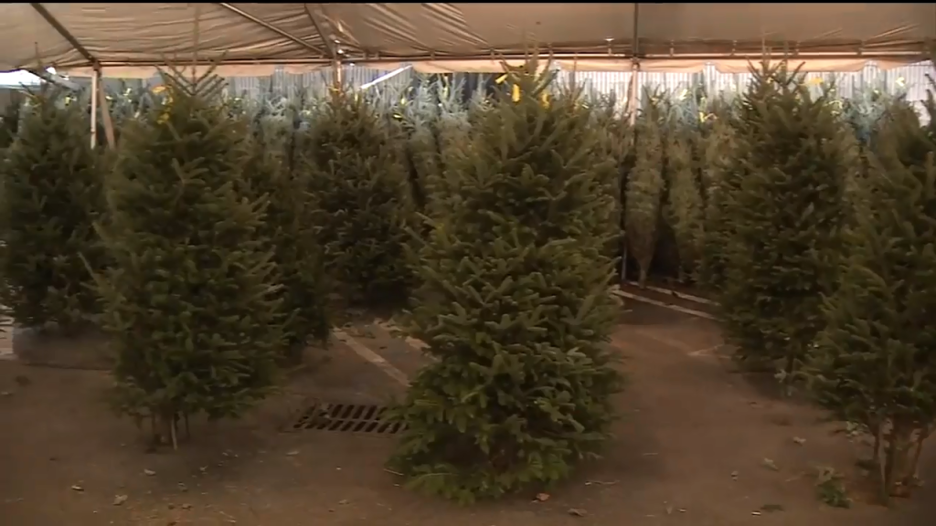 MiamiDade Boys & Girls Club begins annual Christmas tree sale WSVN