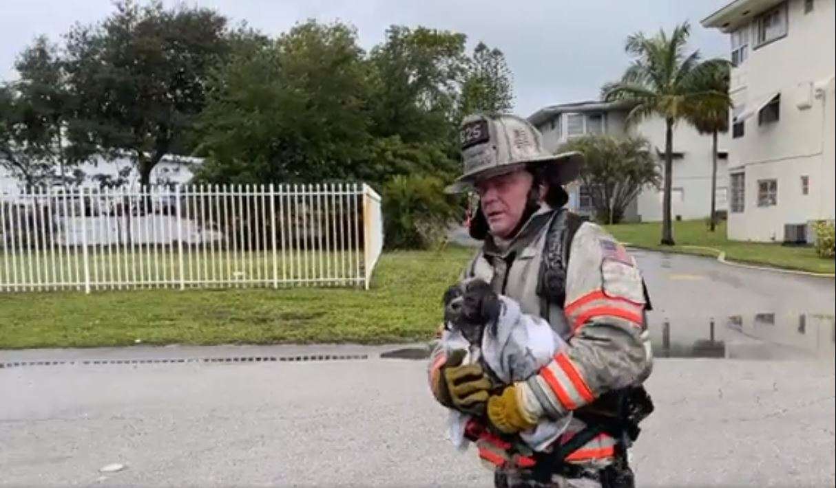 Dog found safe after fleeing Plantation apartment fire - WSVN 7News ...