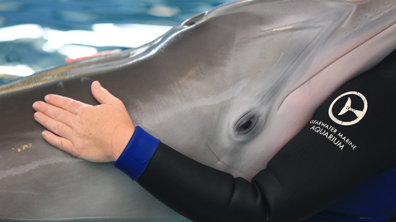 Winter the Dolphin, star of ‘Dolphin Tale’, dies at Clearwater aquarium