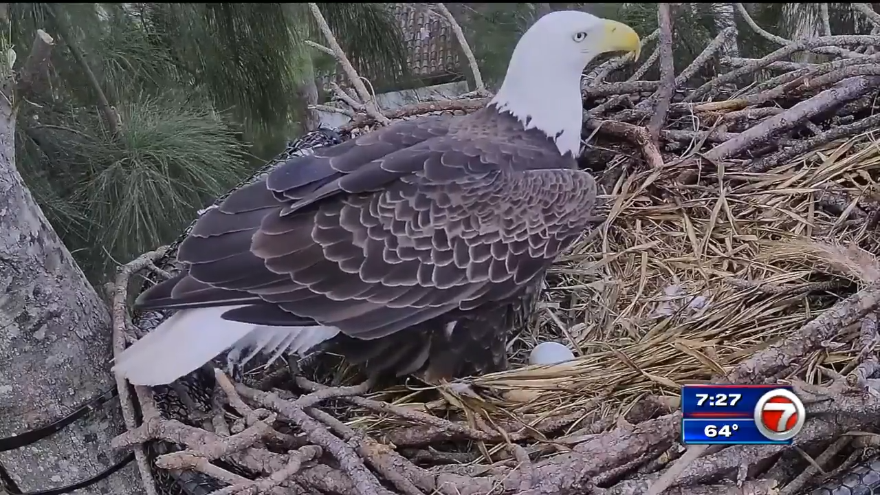 Pair of eagles gave Zoo Miami a Thanksgiving Day surprise WSVN 7News