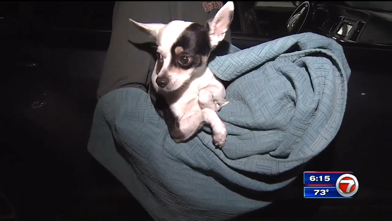 Good Samaritans help save dog from car grill, return him to owners ...