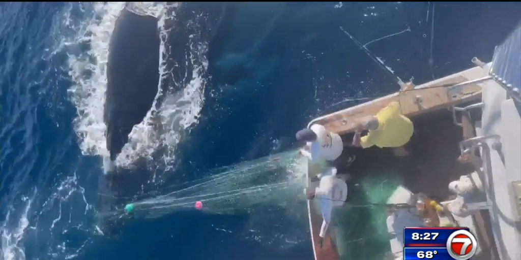 Pescador local y tripulación de ballenas libres atrapados en una red frente a las costas de Guatemala – WSVN 7News |  Noticias de Miami, Clima, Deportes