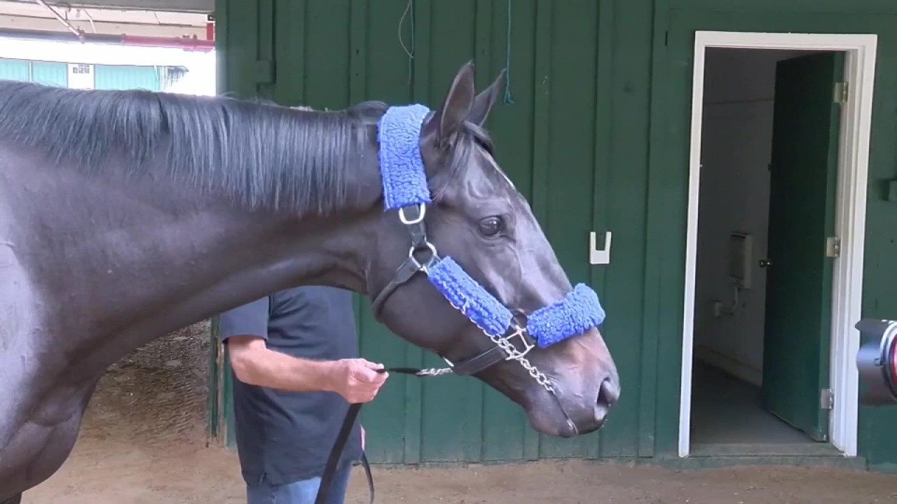 Kentucky Derby winner Medina Spirit collapses, dies in California after ...