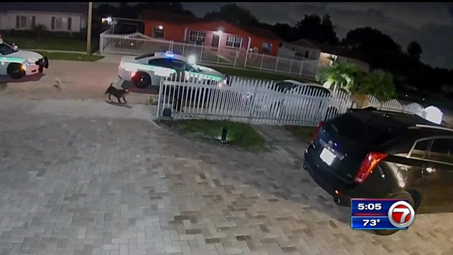 Surveillance video shows officer fatally shooting pit bull outside NW Miami-Dade home – WSVN 7News | Miami News, Weather, Sports