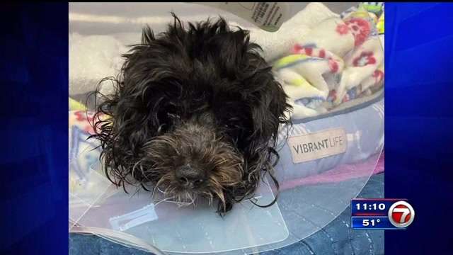 Miami Gardens woman says pit bull mix mauled her small dog - WSVN 7News ...