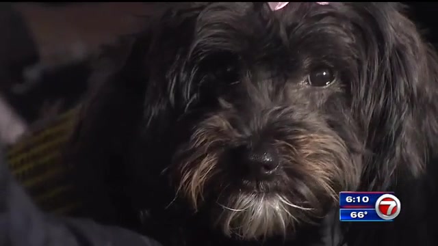 Small dog mauled in Miami Gardens recovering at home; terrier involved in attack to be moved away, owner says – WSVN 7News | Miami News, Weather, Sports