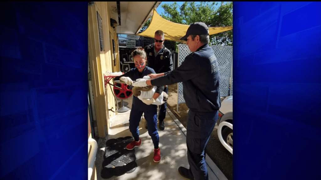Pelican taken to rescue hospital after turning up at Haulover Inlet Pelican taken to rescue hospital after turning up at Haulover Inlet