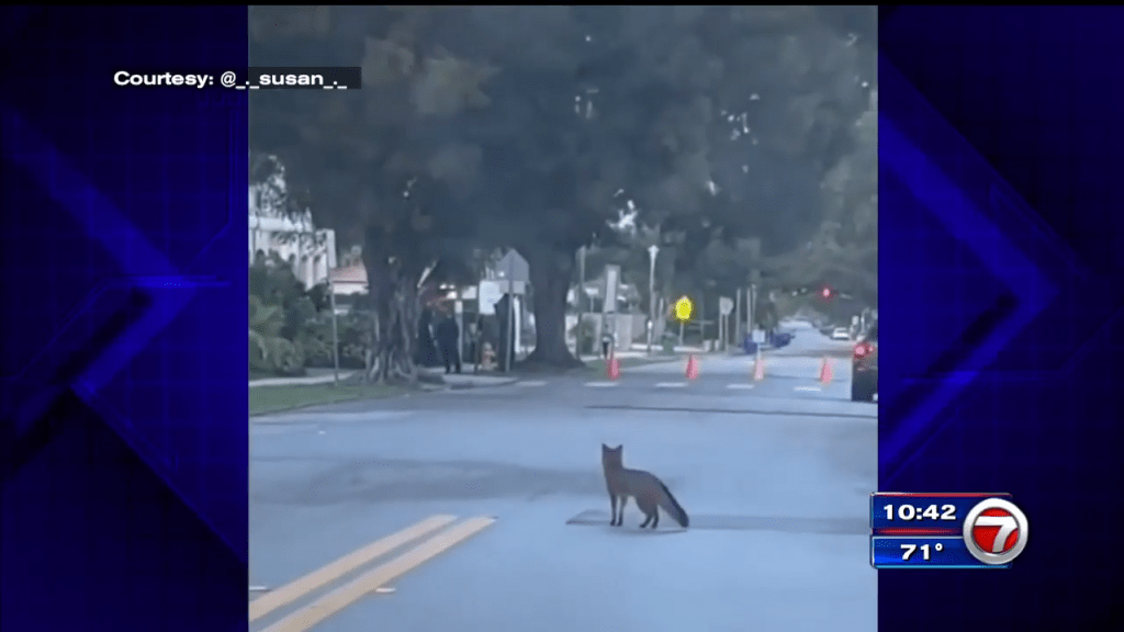 Fox seen on streets of Little Havana – WSVN 7News | Miami News, Weather, Sports