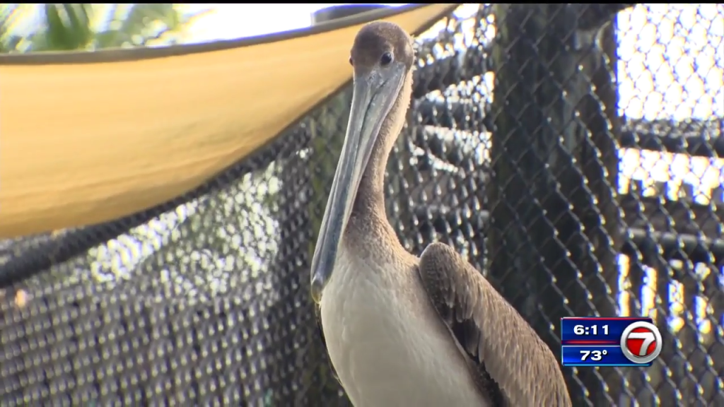 Pelican found with fishing line and hooks at Haulover Inlet to make full recovery
