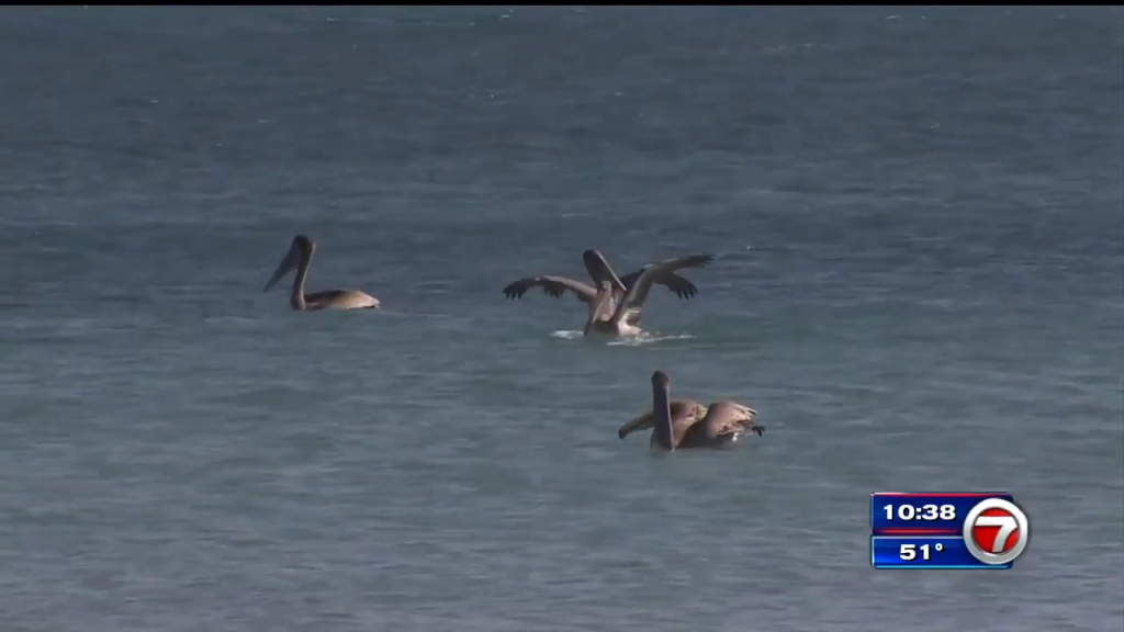 9 rescued pelicans released in Dania Beach after treatment