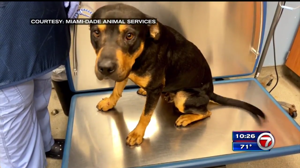 Rottweiler found shot, being treated in Miami – WSVN 7News | Miami News, Weather, Sports