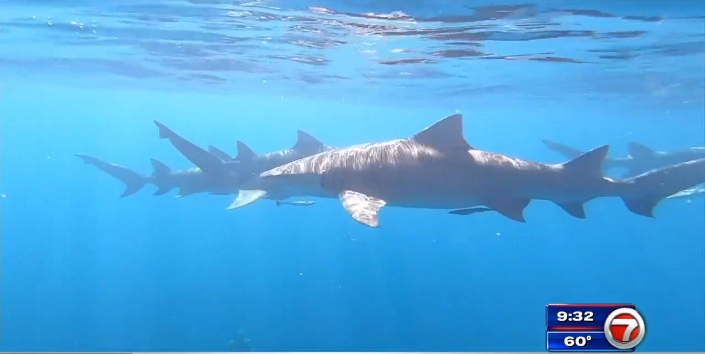 South Carolina: Dead shark washes up on Myrtle Beach