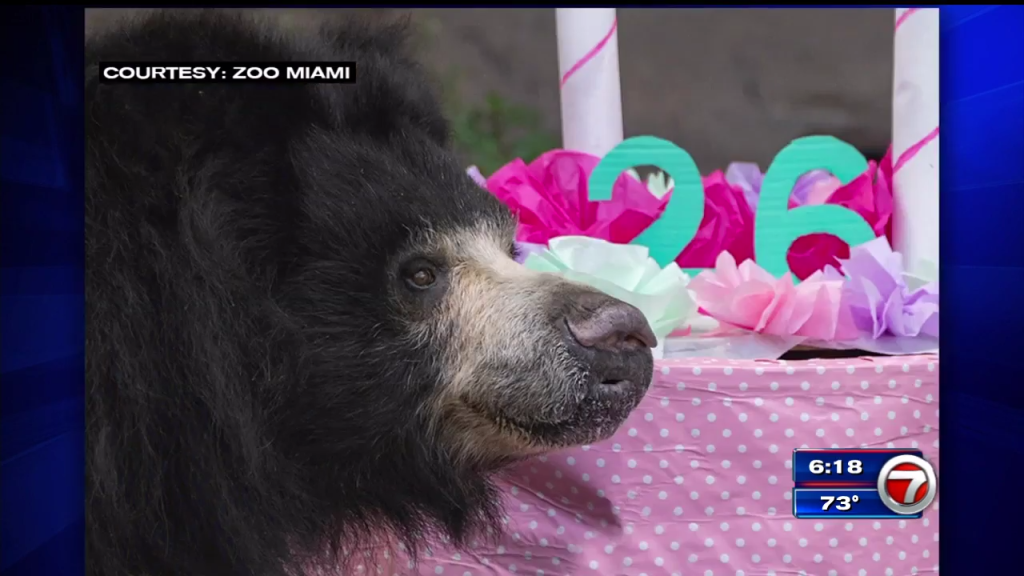 Zoo Miami’s sloth bear turns 26 WSVN 7News Miami News, Weather