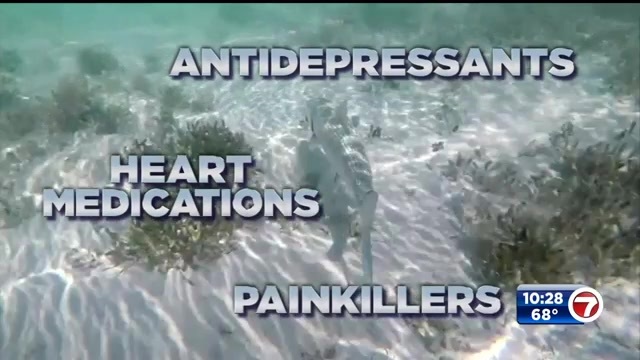 What’s in the WateRx: New study reveals ‘massive cocktail’ of prescription drugs in South Florida bonefish What’s in the WateRx: New study reveals ‘massive cocktail’ of prescription drugs in South Florida bonefish