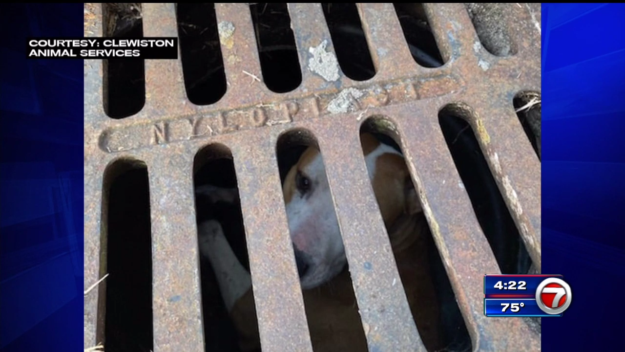 Dog rescued from storm drain in Clewiston - WSVN 7News | Miami News ...