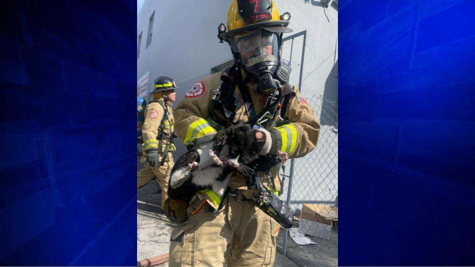 Cat saved, man displaced after fire sparks in Miami apartment - WSVN ...