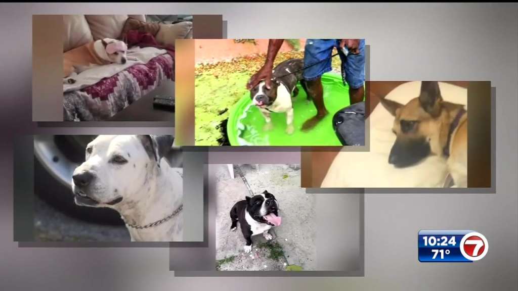 Miami-Dade Police looking to close glaring gap in training after latest deadly dog encounter – WSVN 7News | Miami News, Weather, Sports