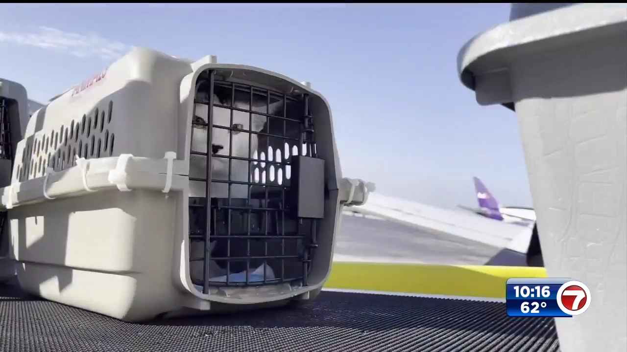 Wings of Rescue flies over 100 dogs, cats from FLL to Northeast for ...