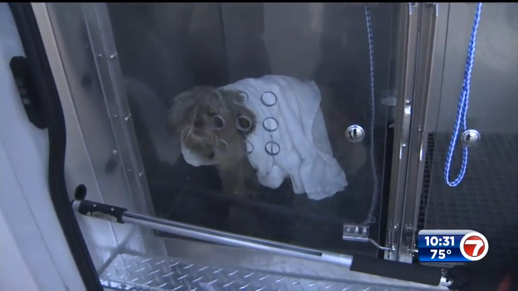 Waste equipment operator finds dog in pile of trash in NE Miami-Dade – WSVN 7News | Miami News, Weather, Sports