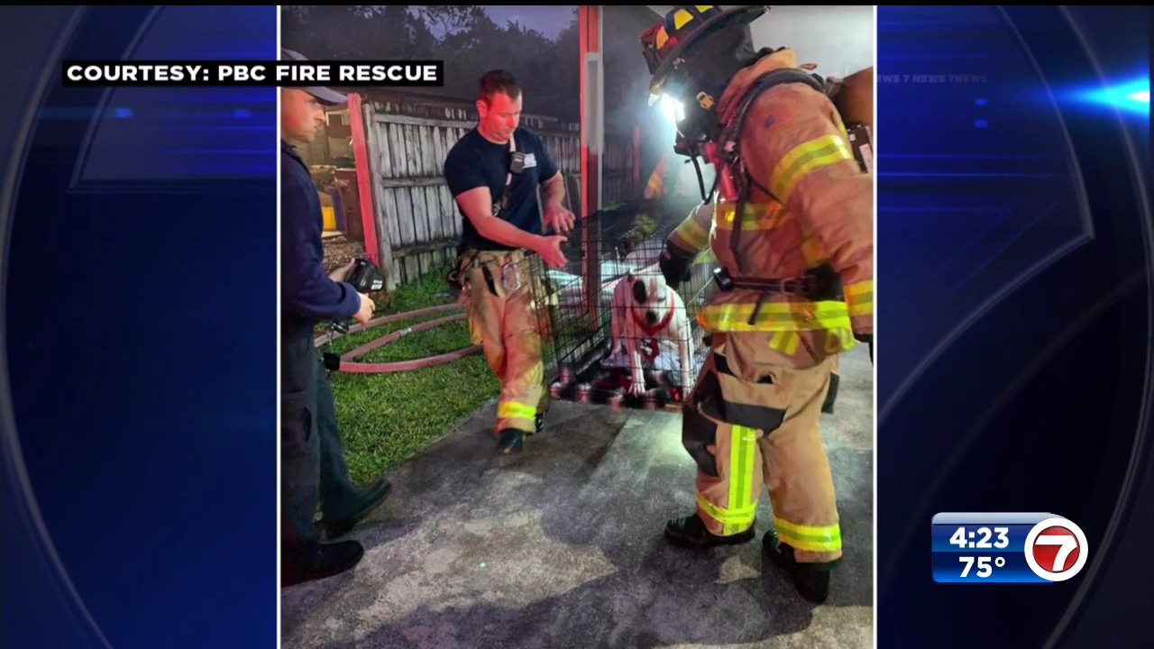 Dog rescued from house fire in West Palm Beach - WSVN 7News | Miami ...