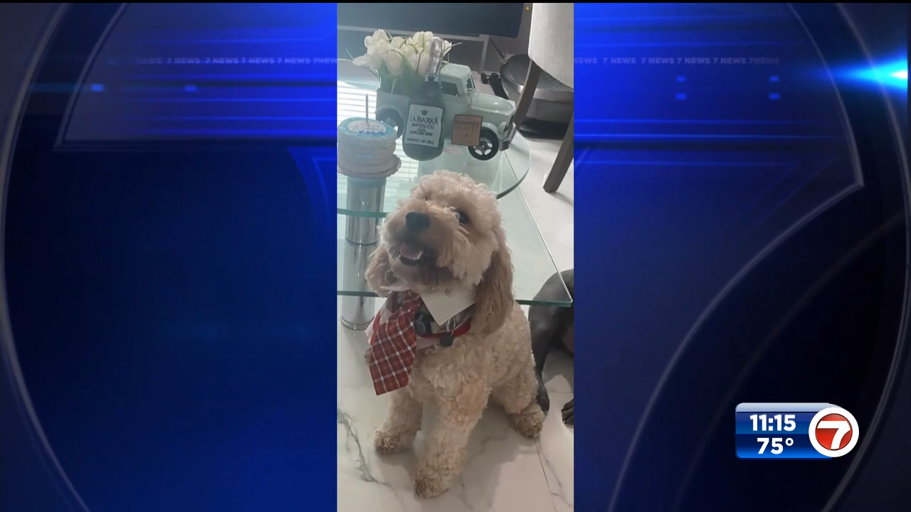 Woman’s house ransacked in Little Havana; dog stolen - WSVN 7News ...
