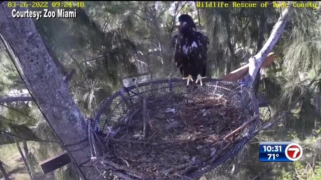 Crews help remove fishing line wrapped around Zoo Miami bald eaglet’s leg Crews help remove fishing line wrapped around Zoo Miami bald eaglet’s leg