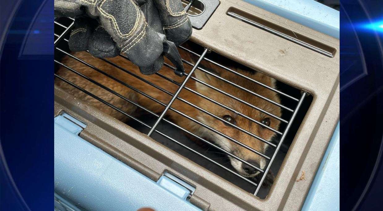 Capitol Police say animal control has captured a fox after 6 people ...