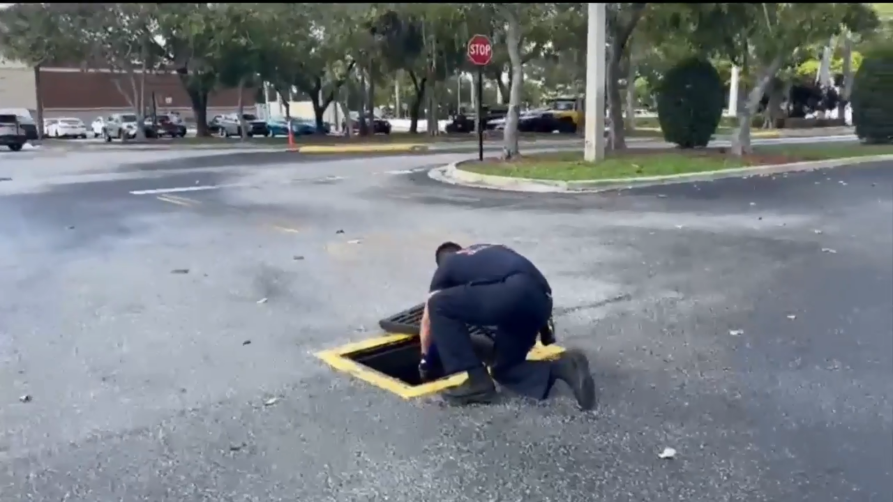Hollywood fire rescue saves family of ducks trapped in storm drain ...