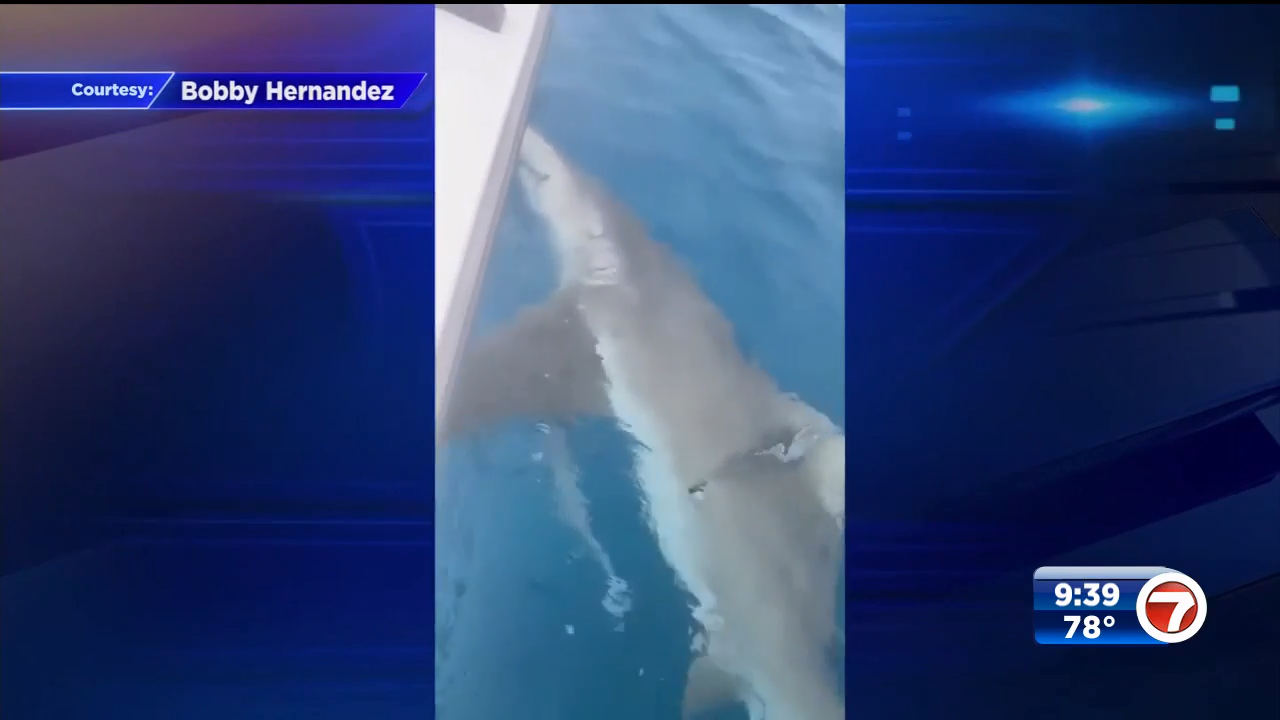 Miami Beach Police sergeant reels in 200lb. lemon shark off Key Largo