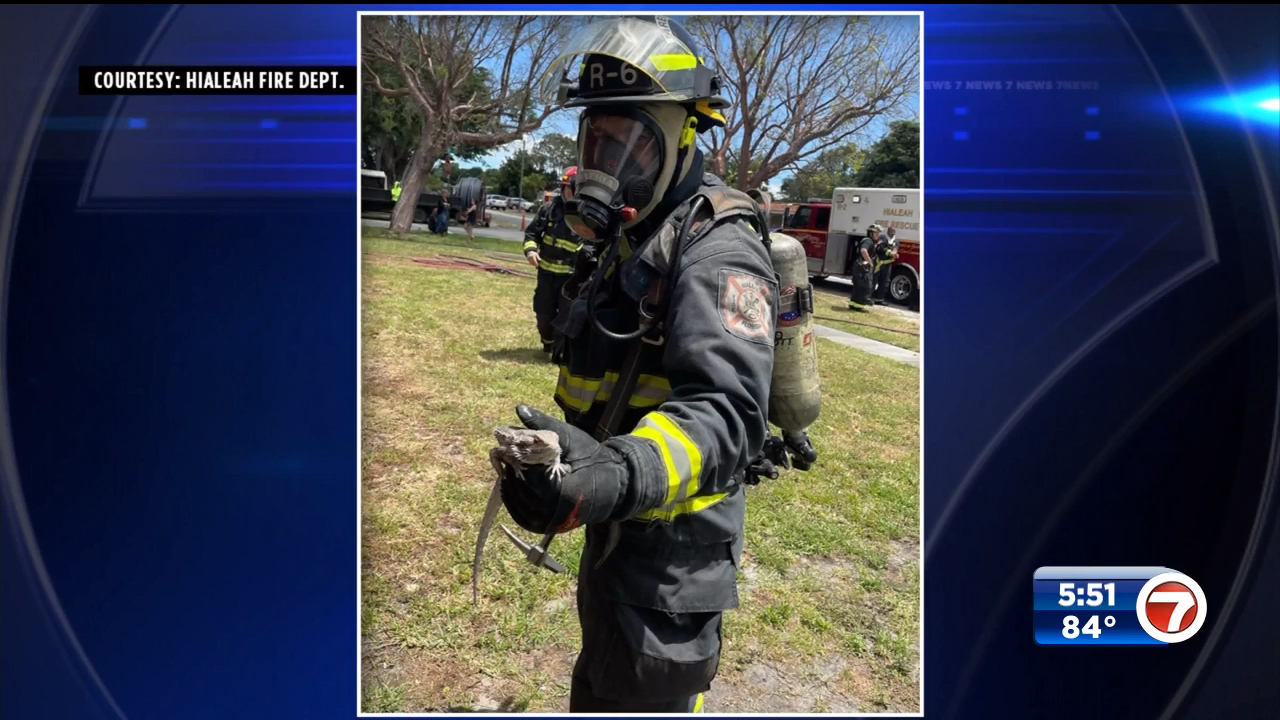 Bearded dragon rescued from Hialeah house fire - WSVN 7News | Miami ...
