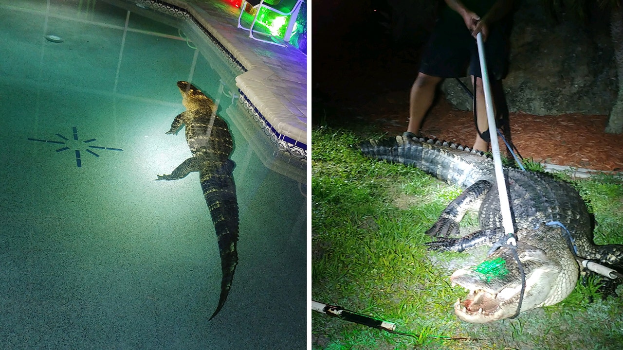 Florida family finds 10-foot alligator in pool - WSVN 7News, Miami News,  Weather, Sports