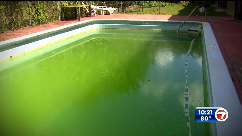 Is an unmaintained pool a health hazard?  – WSVN 7News |  Miami news, weather, sports