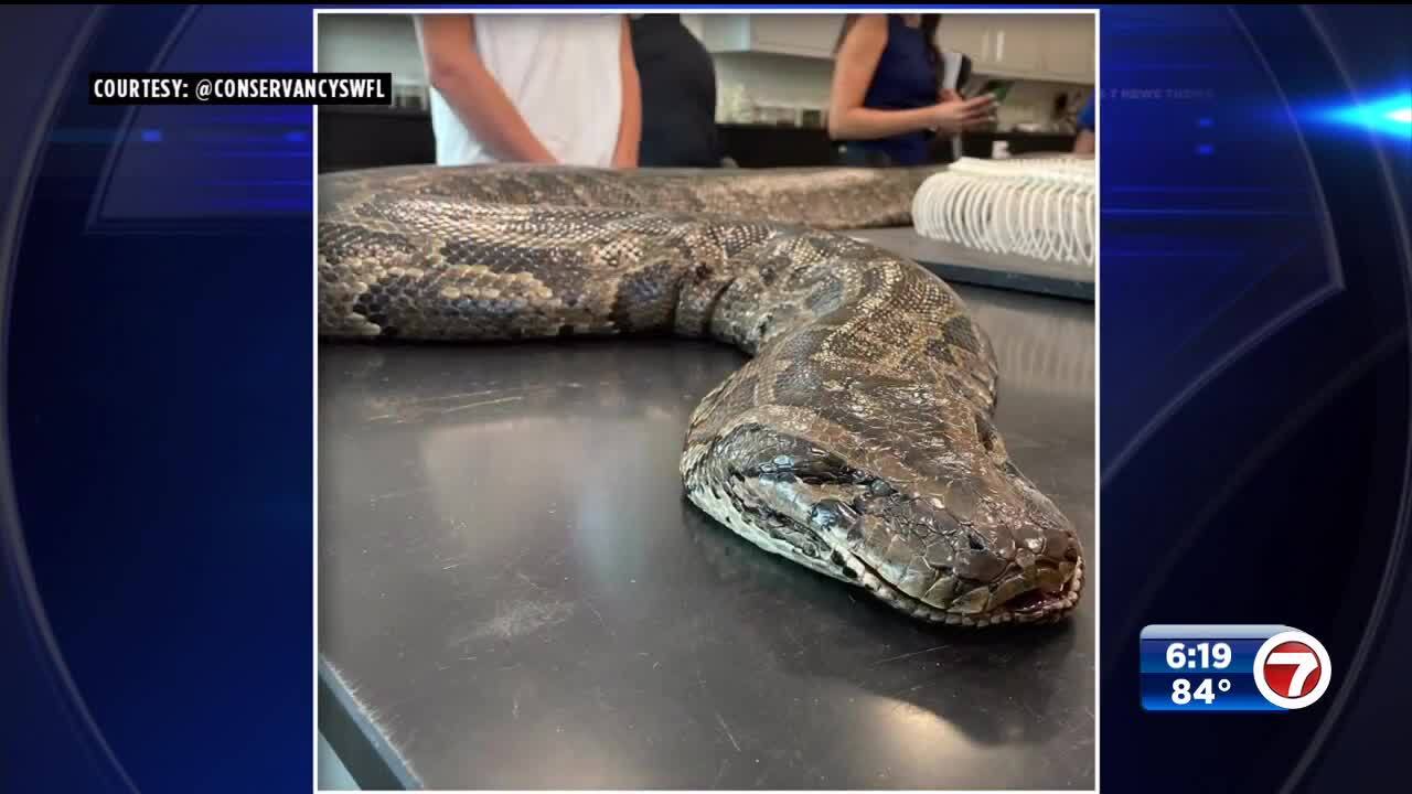 Florida team hauls in 18-foot, 215-pound Burmese python - WSVN 7News ...