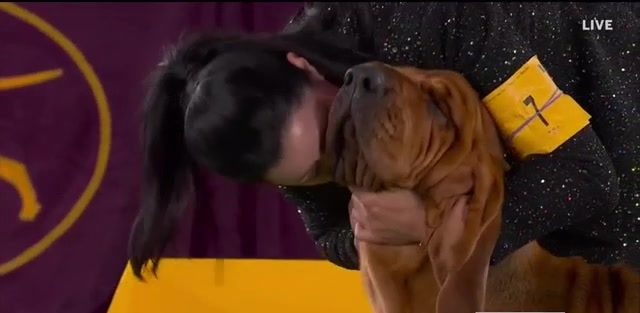 Sound off! Trumpet is 1st bloodhound to win Westminster show