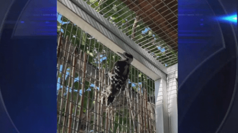 Downy woodpecker released after 2 months of rehab at Pelican Harbor Seabird Station