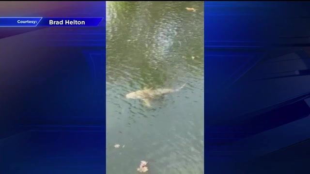 Video shows bull shark in Lighthouse Point canal – WSVN 7News | Miami News, Weather, Sports