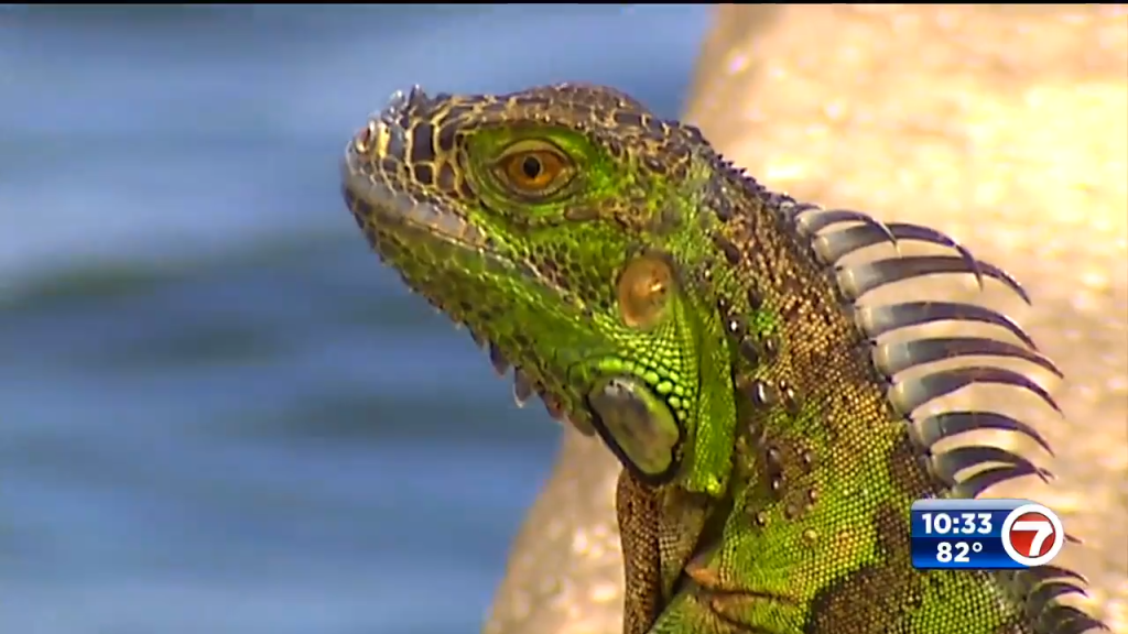 ‘We get a lot of iguana calls’: People taking aim at the invasive reptiles alarming Fort Lauderdale Police