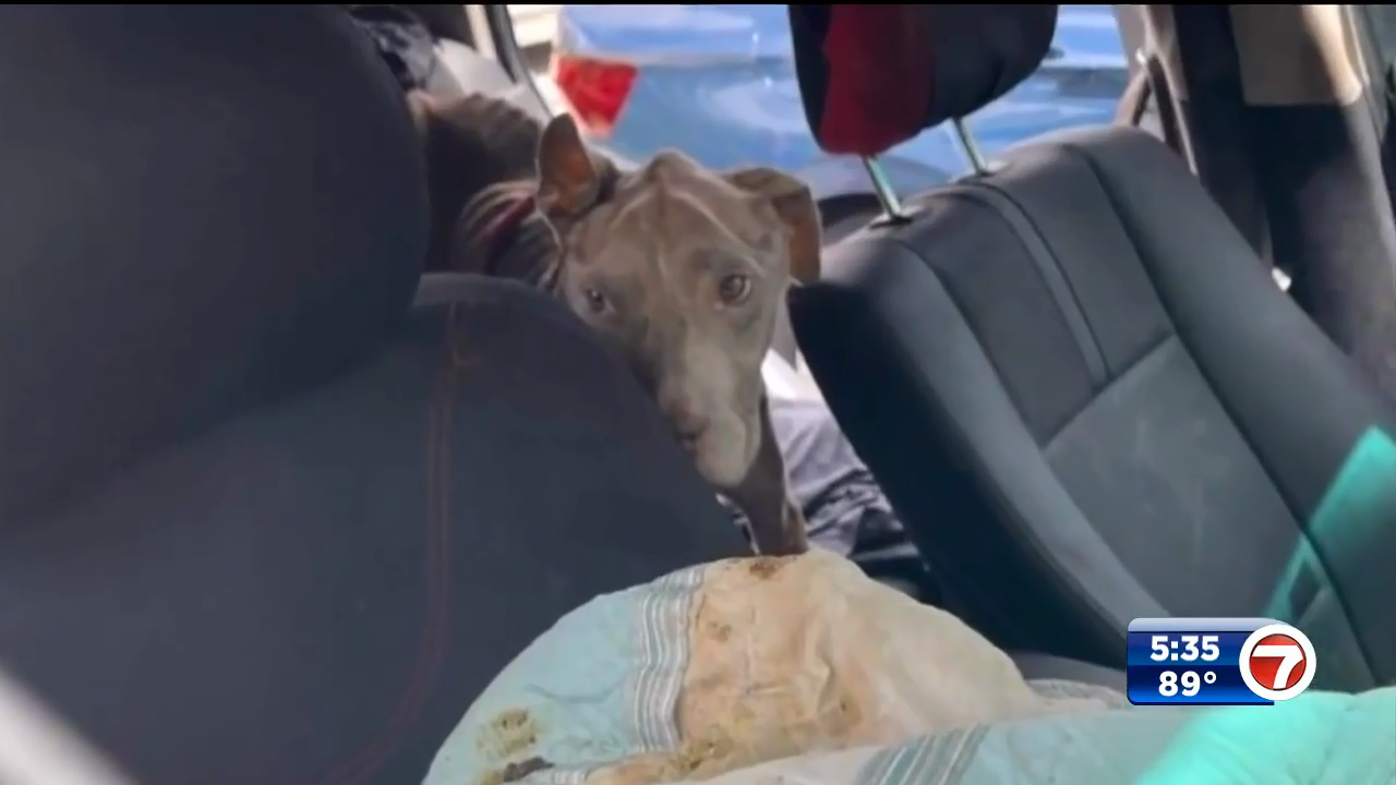 Dog rescued from hot car, transported to animal hospital in Deerfield ...