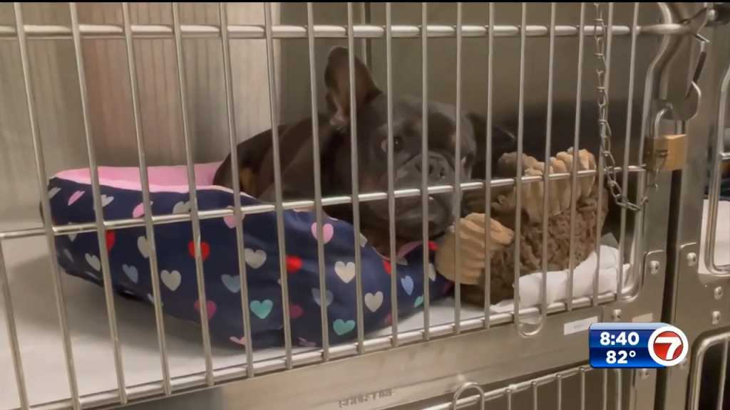 Free adoptions offered by Miami-Dade Animal Services to honor National