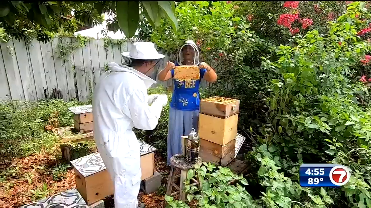 They serve a massive purpose for us': Miami beekeeper working to create a  buzz about bees - WSVN 7News, Miami News, Weather, Sports